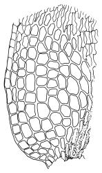 Pulchrinodus inflatus, alar cells. Drawn from A.J. Fife 11139, CHR 515101.
 Image: R.C. Wagstaff © Landcare Research 2017 